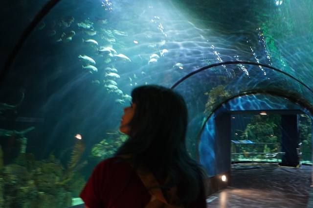 figure silhouetted in an aquarium tunnel