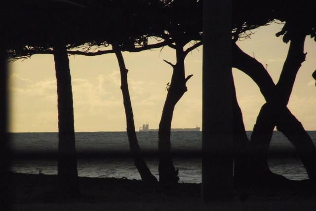 trees silhouetted against a pale sky